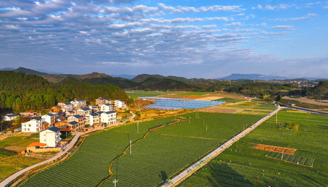 田园  蔬菜  美景  乡村  初冬