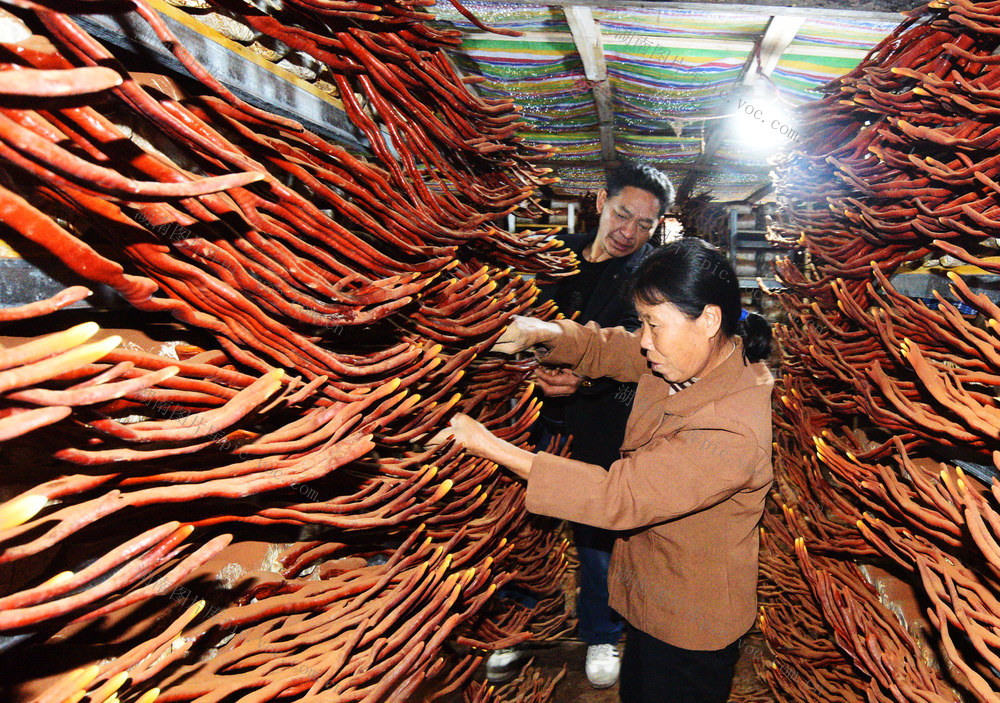 嘉禾：种植中药材  增收新路径