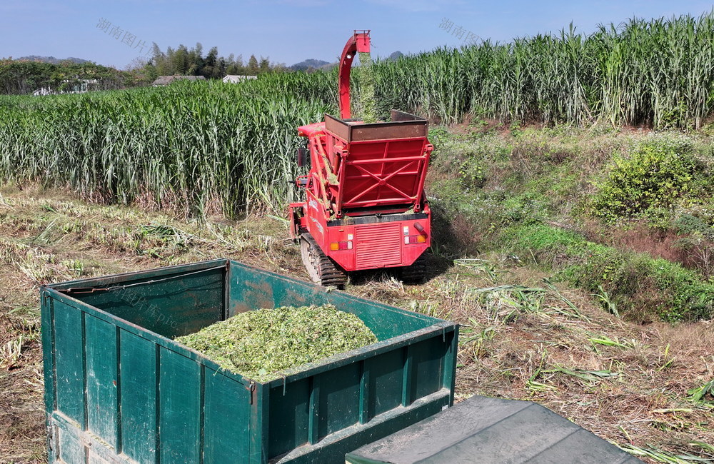 种口牧草囗效益囗好