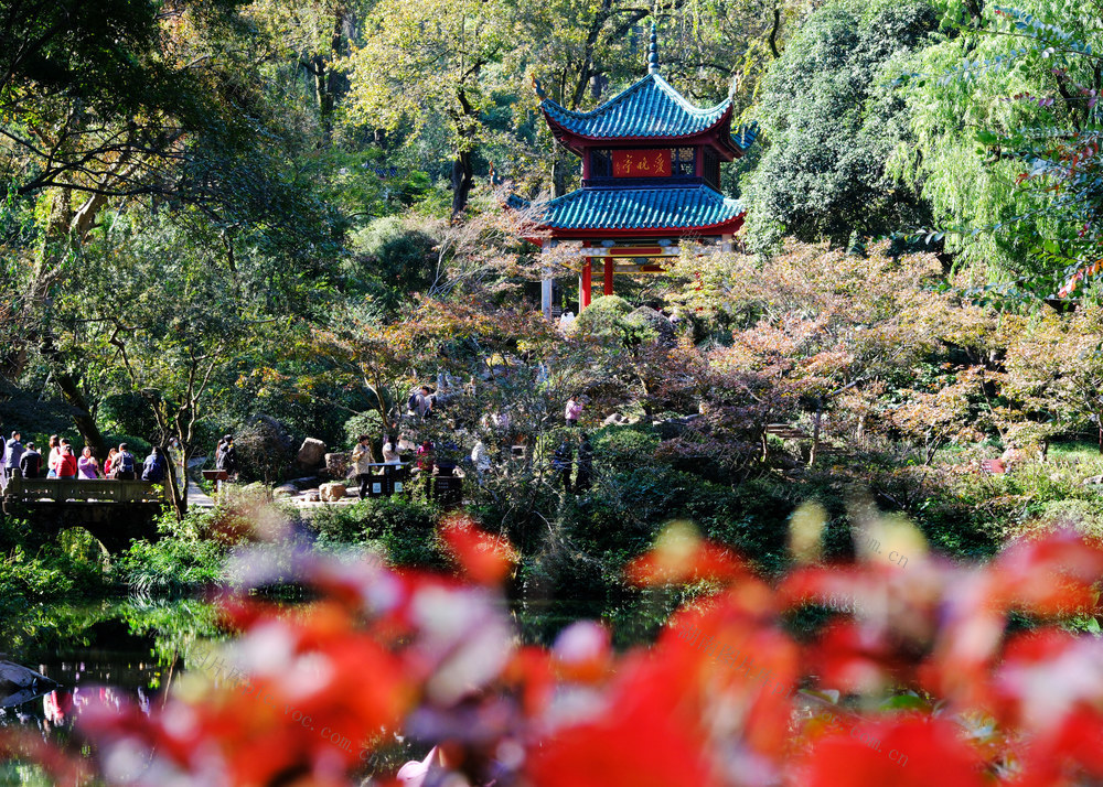 岳麓山，“枫”景如画