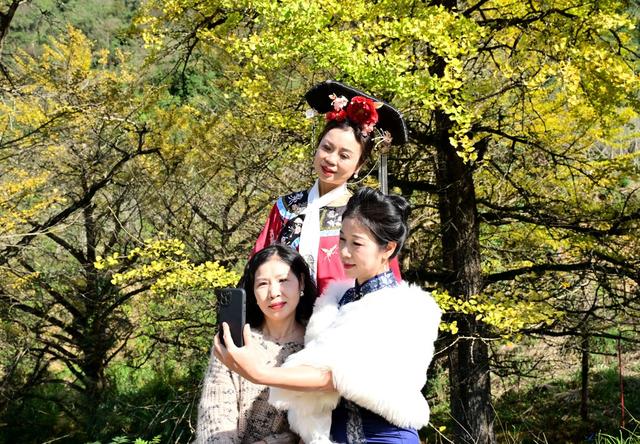 银杏叶黄迎客来
