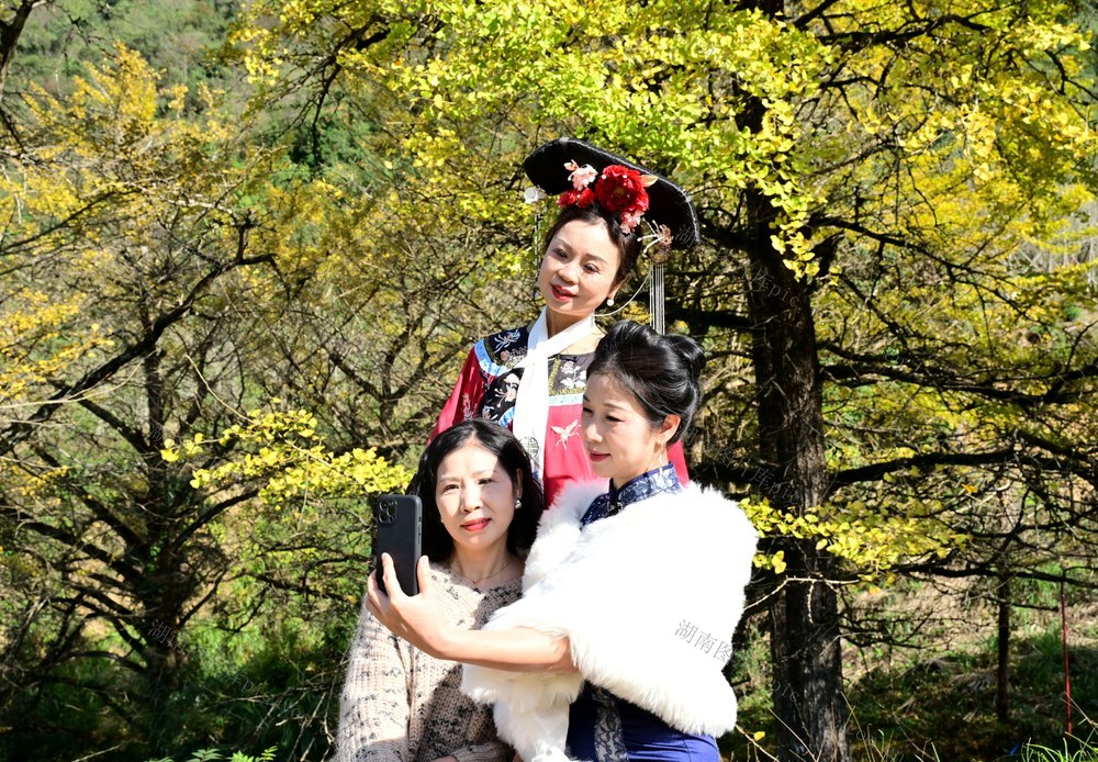 银杏叶黄迎客来