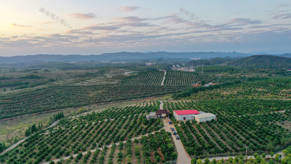 湖南新田：脐橙熟 游客乐