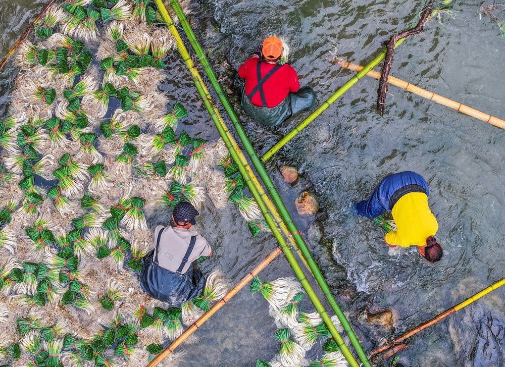 藠 头
产业
特色
道县