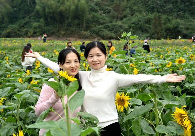 葵花开 迎客来
