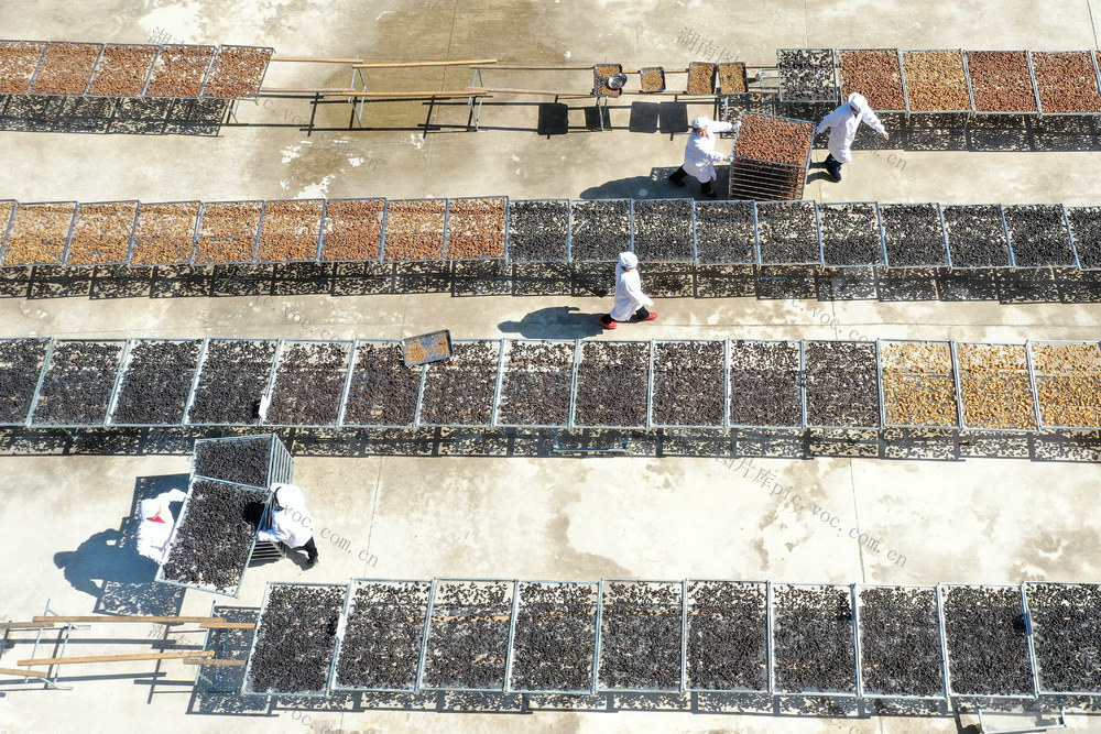 发展 市场 种植 加工 黄精产业 就业增收 助力 乡村振兴

