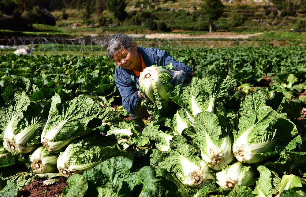 农业 订单 农民 集体 增收