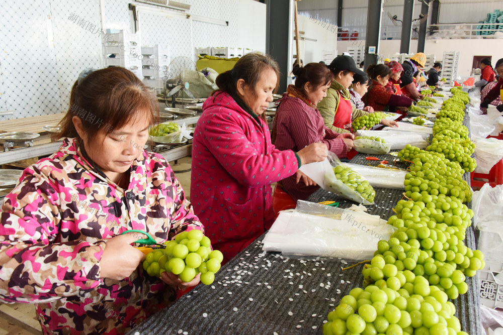水果  葡萄  阳光玫瑰  反季节加工  