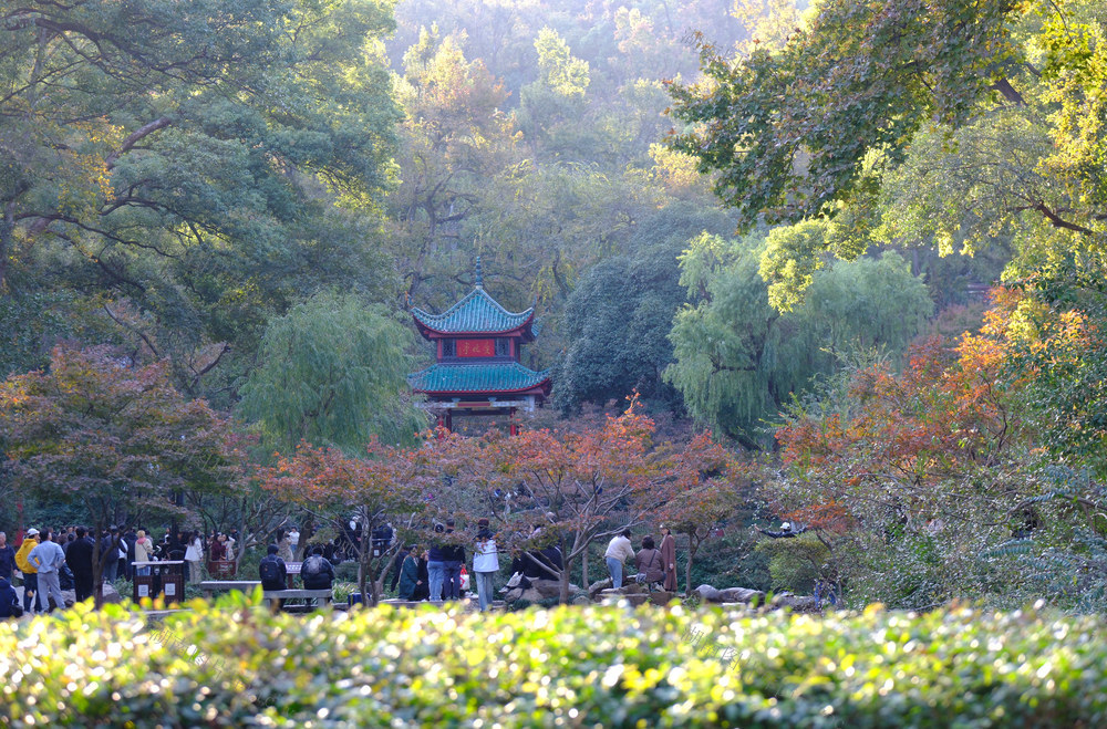 岳麓山，“枫”景如画，红枫节