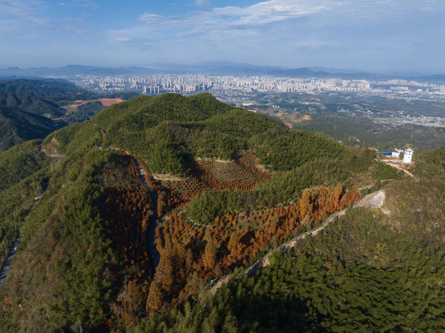 初冬，泸阳，帽子坡，水杉林，美景
