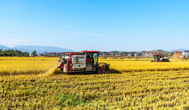 粮食生产  优质稻  收割  颗粒归仓