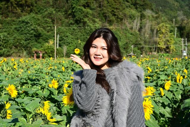 葵花开 迎客来