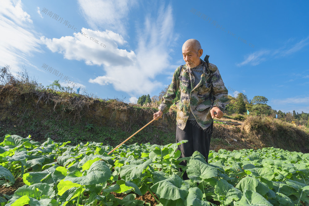 吉首市双塘街道双塘村  村民在抢抓晴好天气管护油菜  确保农田增效、农事增收
