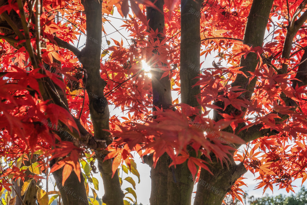冬日  冬景  红叶  树木  色彩  
