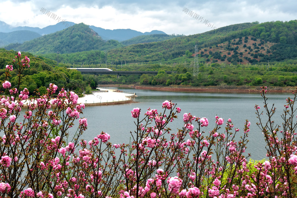 樱花游道 湖光山色 高铁穿过花海
