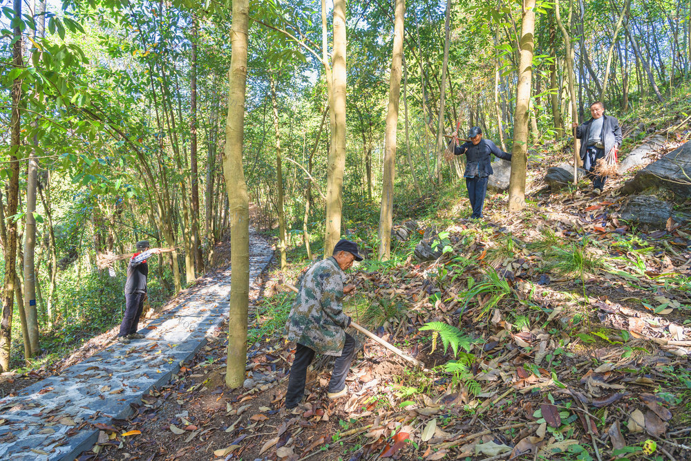 吉首市红枫林场  红枫省级森林公园  园管单位在组织人力补栽树苗