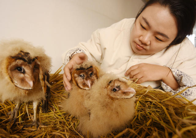 蓝山：救助猴面鹰