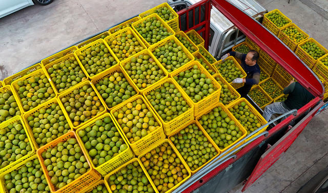 罗汉果、中药材、销售、装车、产业