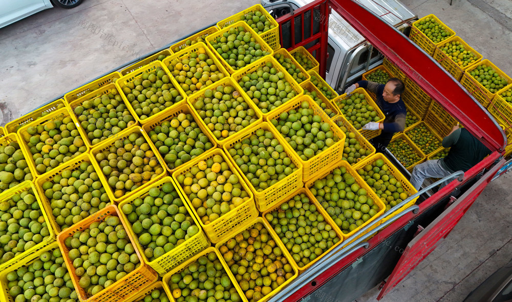 罗汉果、中药材、销售、装车、产业