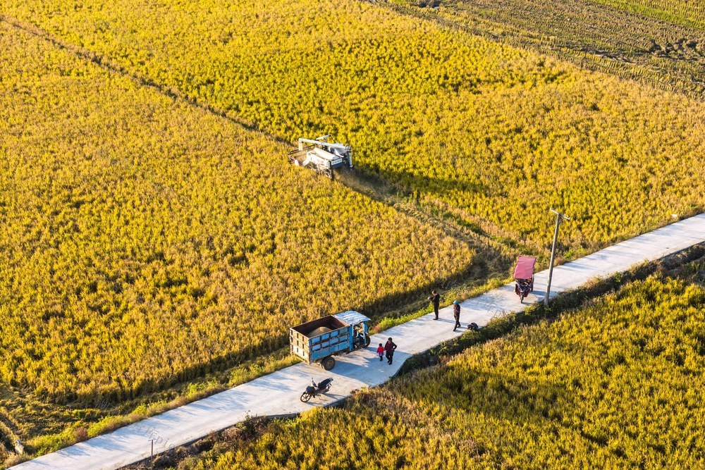 粮食生产  晚稻  丰收  颗粒归仓  农机  扫尾