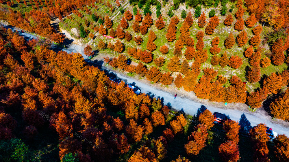 风景  水杉  怀化