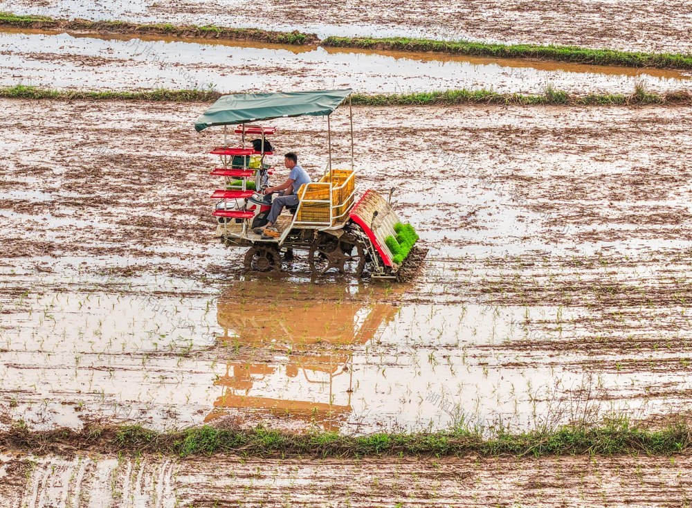 湖南道县：早稻机插忙