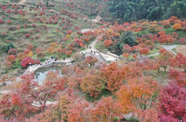 游客  旅游  游玩  乡村  消费  乡村振兴  生态  红枫