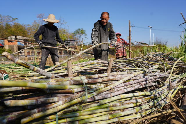 11月29日，湖南省隆回县山界回族乡村民在收割甘蔗，手工古法加工红糖。山界回族同胞种植甘蔗、加工红糖的历史悠久，近年来，村民们通过"公司+农户"的模式大面积种植甘蔗并建立了红糖专业加工厂，红糖、甘蔗酒、麻花糖等产品畅销国内外，甘蔗种植成为当地的甜蜜产业。