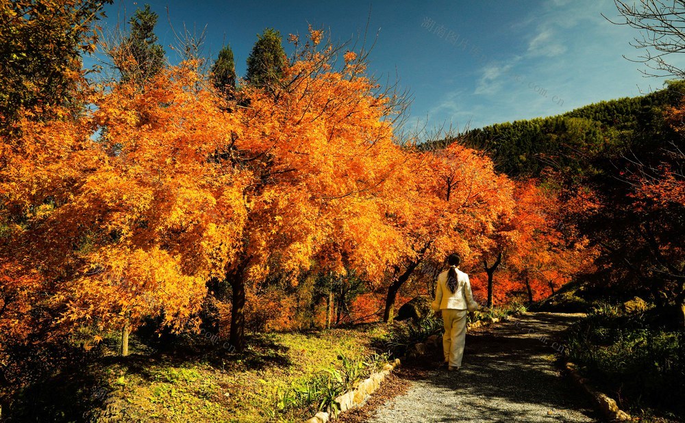 红枫、游客，风景如画