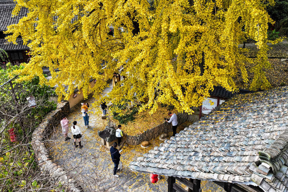 银杏 千年银杏 树叶 游客 游玩