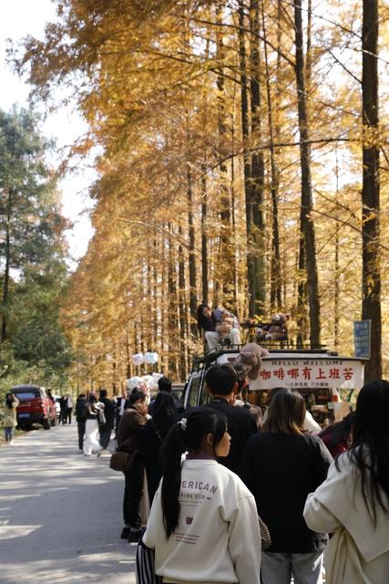 凤凰 山水长潭染秋色  水杉红透 五彩斑斓 
 景美如画