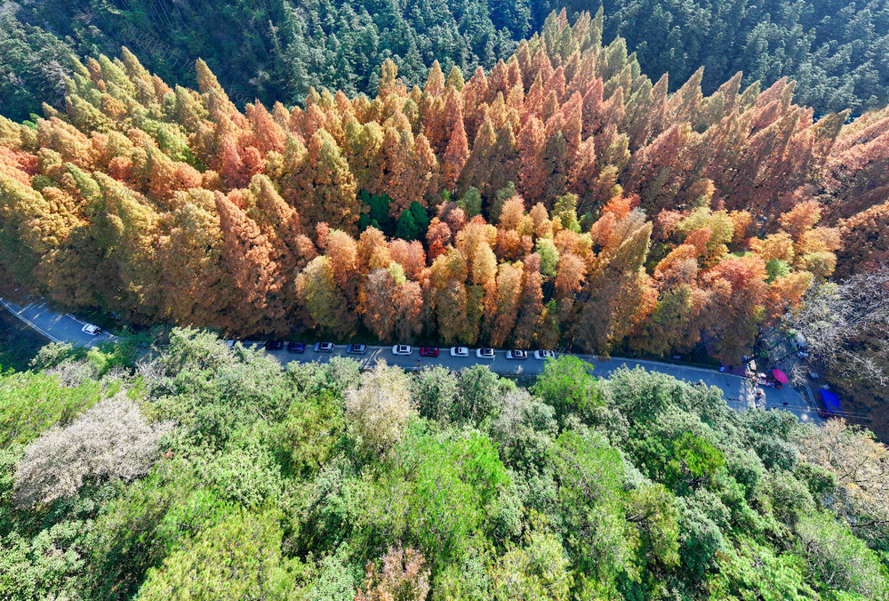 风景 初冬 初冬时节 怀化市靖州苗族侗族自治县排牙山国家森林公园 水杉红透  层林尽染 色彩斑斓  秀美如画 吸引众多游客  观景拍照 