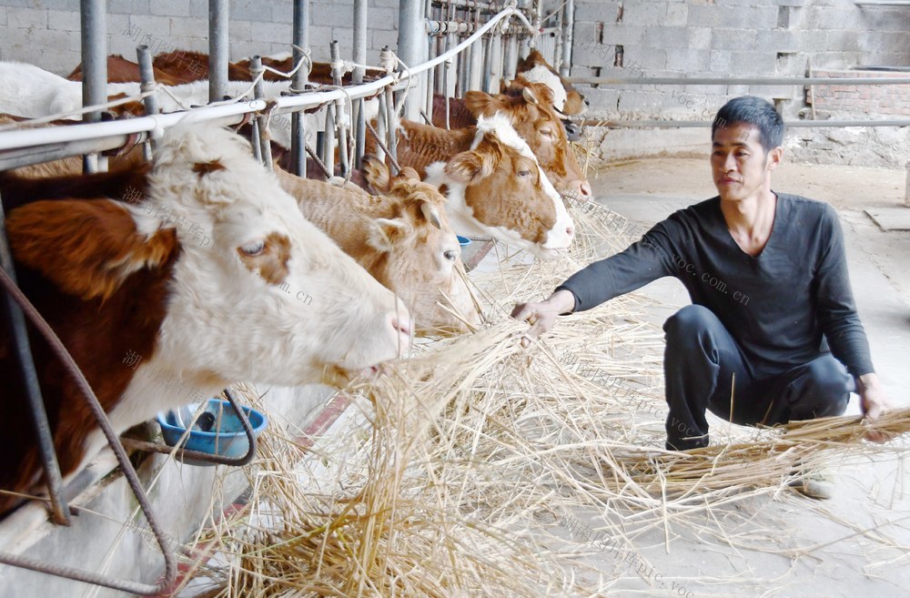  身残志坚 养牛致富