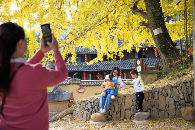 初冬 时节  邵阳市 数棵千年银杏，满身金黄 秀美如画， 古寨相映成趣  