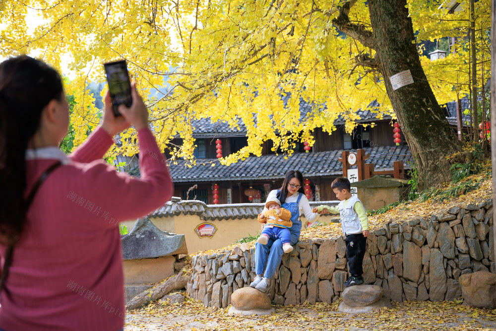 初冬 时节  邵阳市 数棵千年银杏，满身金黄 秀美如画， 古寨相映成趣  