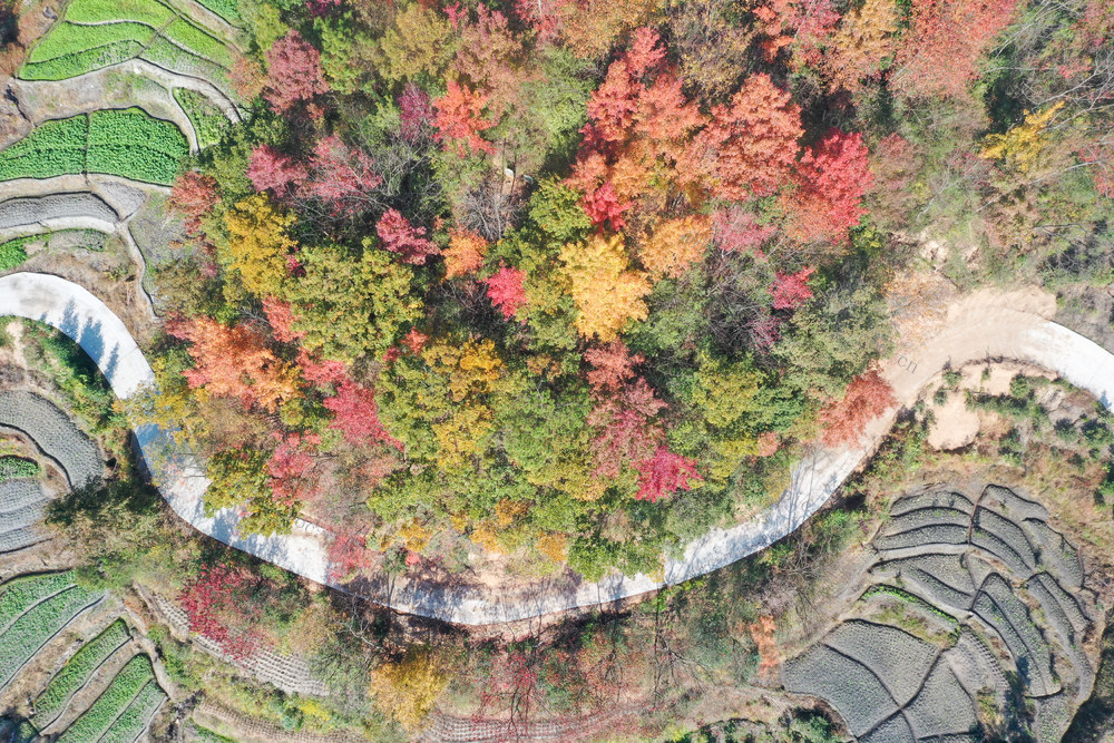 红叶 层林尽染 湖南衡阳