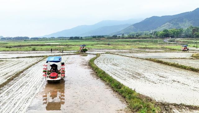  农机插秧忙