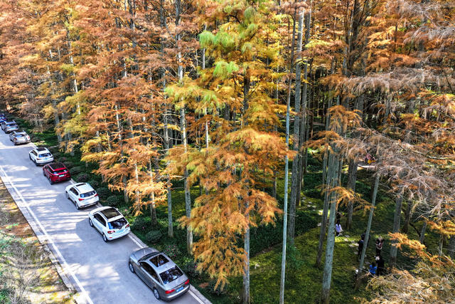 公路 水杉 旅游 交通 色彩