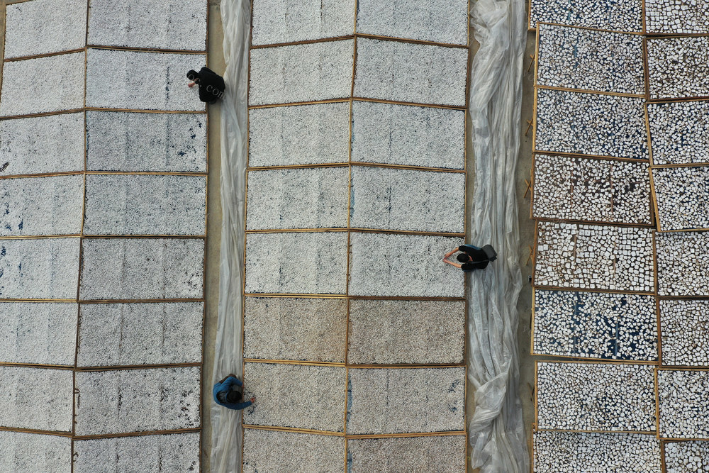 农产业 茯苓 致富 农户