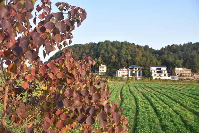 冬日 田园 绿意