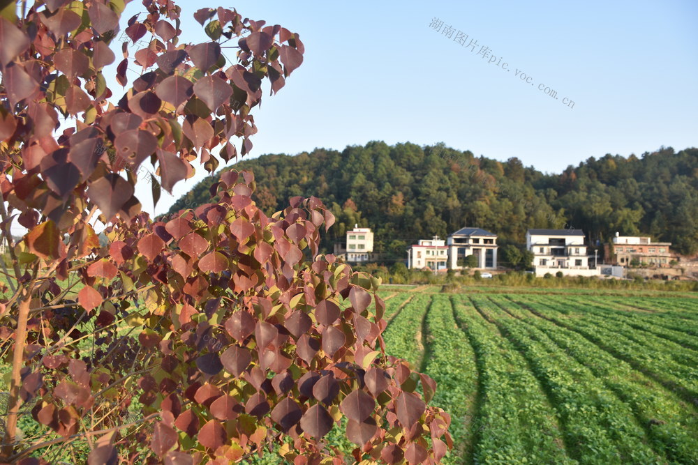 冬日 田园 绿意