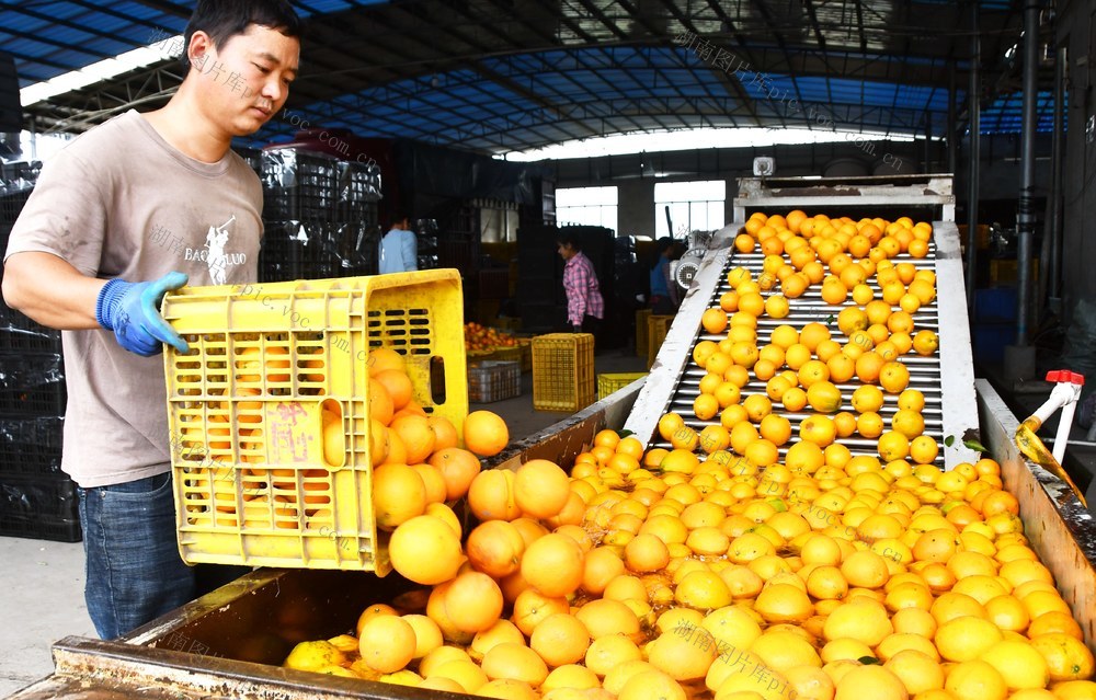 脐橙丰收销售忙