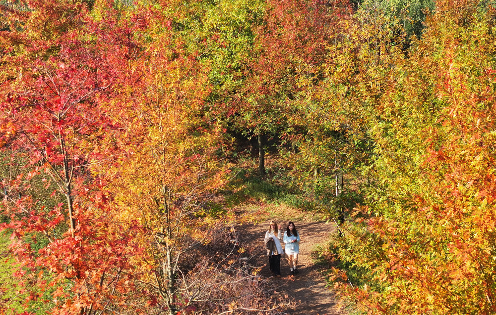 校园 冬日 暖阳 缤纷 色彩  斑斓