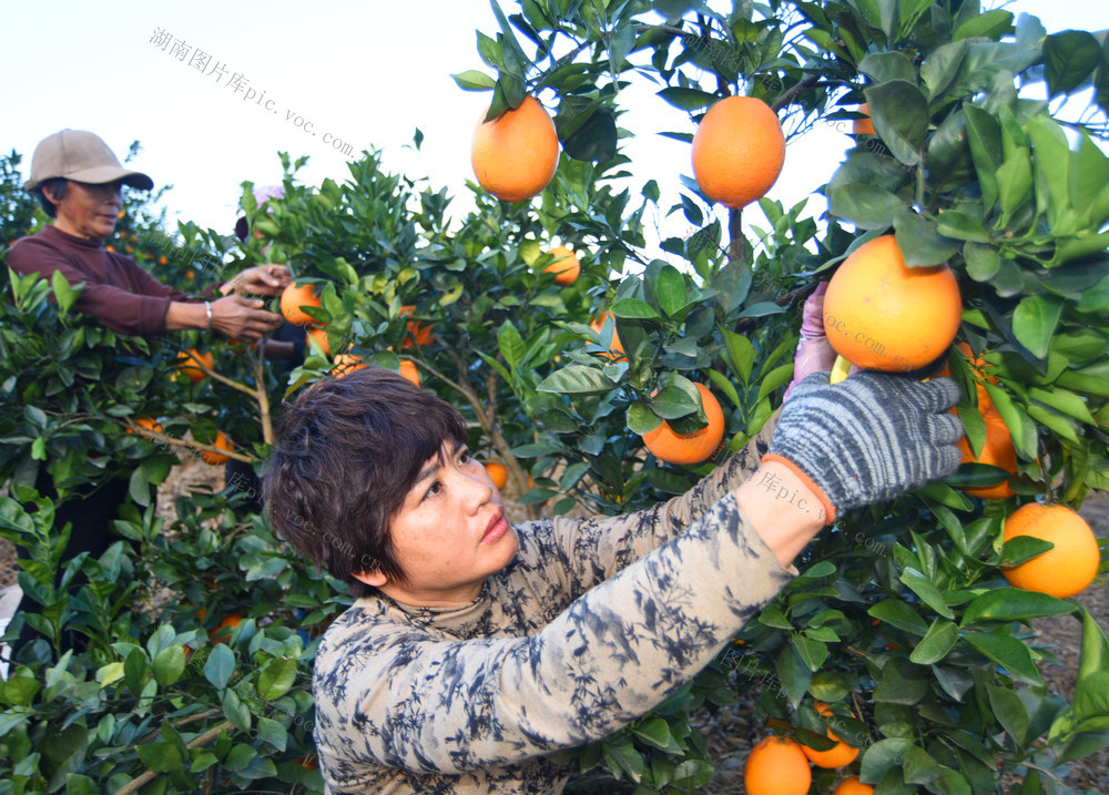 嘉禾：果园丰收采摘忙
