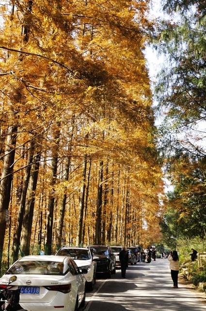 凤凰 山水长潭染秋色  水杉红透 五彩斑斓 
 景美如画