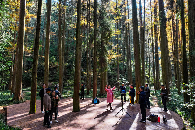 水杉 色彩 国家森林公园 游客 游玩 旅游