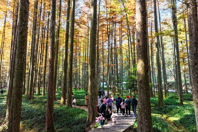 水杉 色彩 国家森林公园 游客 游玩 旅游