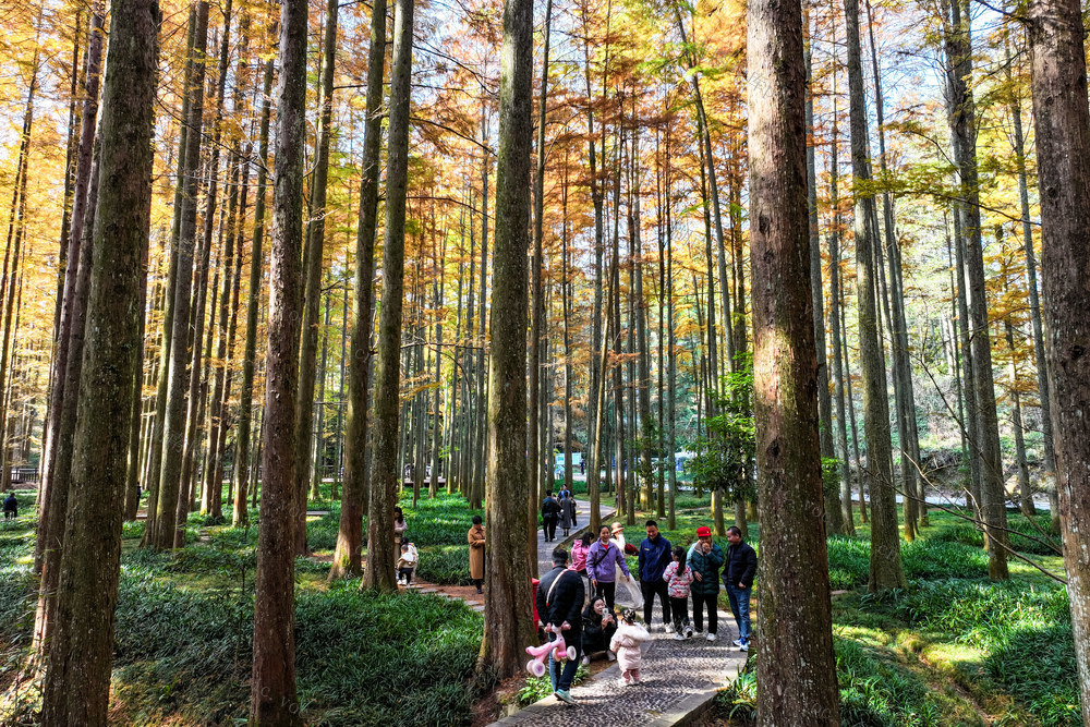 水杉 色彩 国家森林公园 游客 游玩 旅游