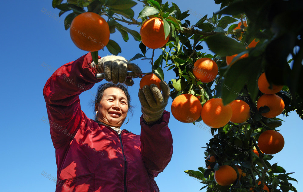 果农 种植  柑橘 产业 丰收