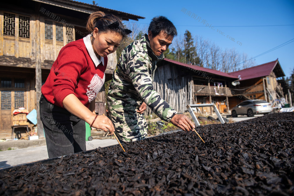 娄底 冬日 晾晒 丰收